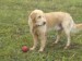 180px-Golden_retriever_in_play.JPG