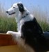 113px-Border_collie.jpg